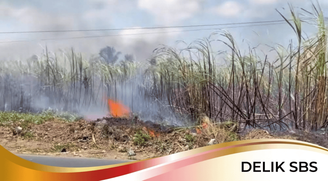 Api Mengintai Sentra Tebu Kabupaten Malang, Kemarau Perbesar Risiko Kebakaran Lahan Api Mengintai Sentra Tebu Kabupaten Malang, Kemarau Perbesar Risiko Kebakaran Lahan