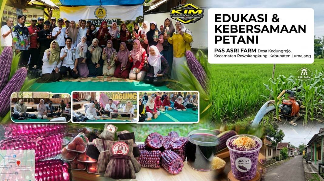 Dari Jagung Ungu, Petani Kedungrejo Naik Kelas Dari Jagung Ungu, Petani Kedungrejo Naik Kelas