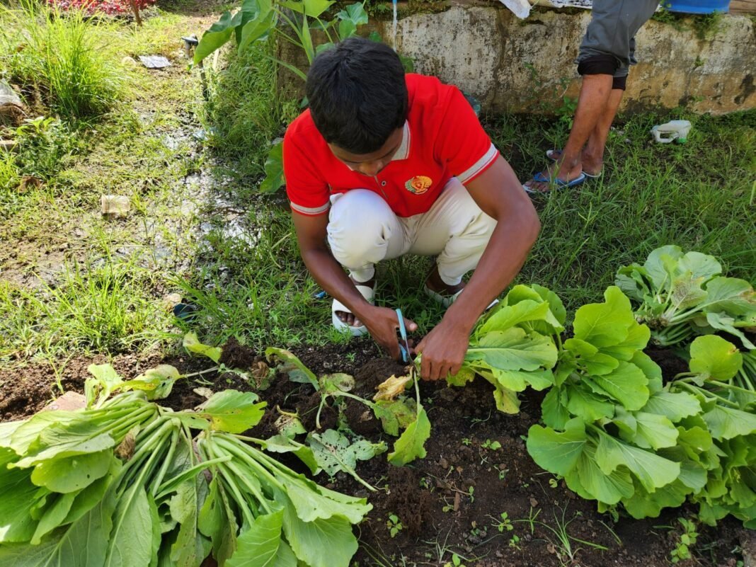 Lahan SAE Produktif, Warga Binaan Lapas Tual Sukses Panen 28 Kilogram Sawi Segar Lahan SAE Produktif, Warga Binaan Lapas Tual Sukses Panen 28 Kilogram Sawi Segar