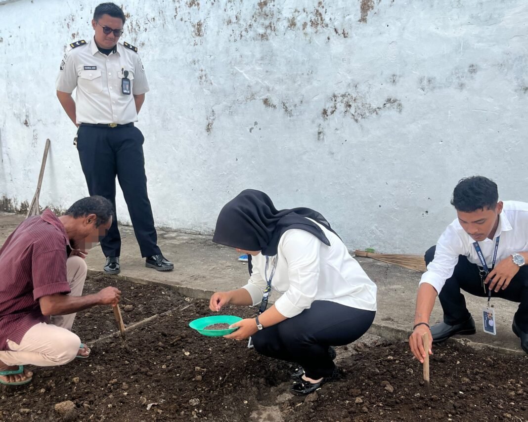 Lanjutkan Ketahanan Pangan, Lapas Saparua Kembali Tanami 11 Bedeng Kangkung Lanjutkan Ketahanan Pangan, Lapas Saparua Kembali Tanami 11 Bedeng Kangkung
