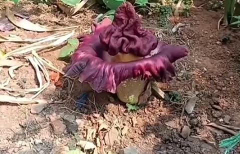 Bunga Bangkai Muncul di Indramayu, Warga Heboh Cium Aroma Menyengat Bunga Bangkai Muncul di Indramayu, Warga Heboh Cium Aroma Menyengat
