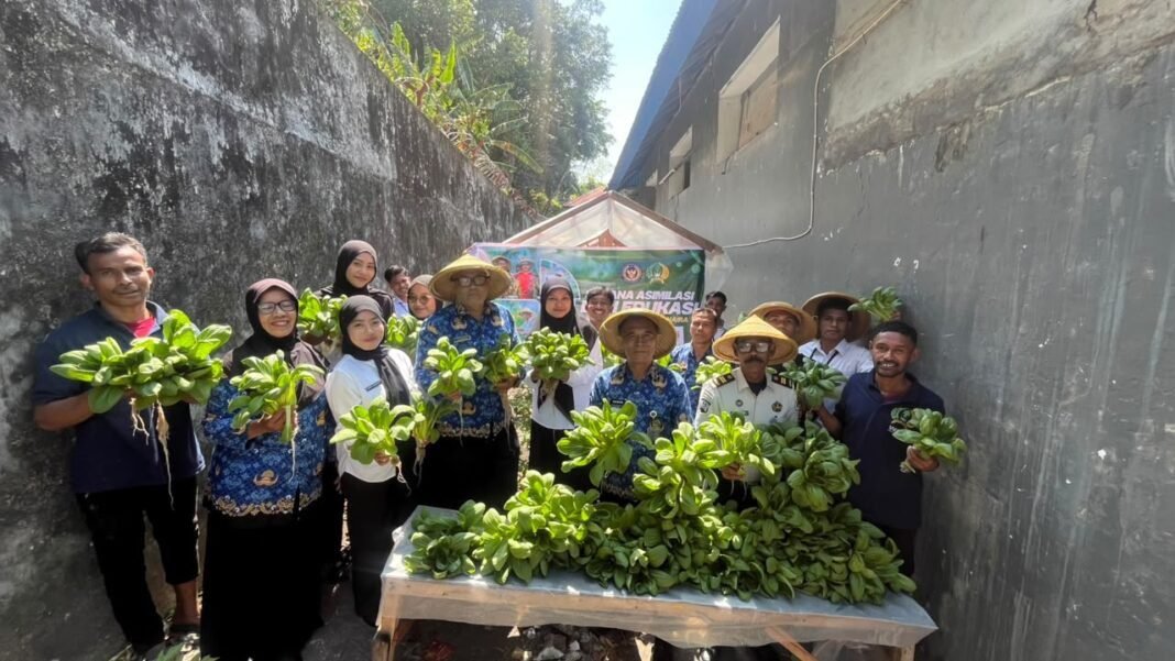 Produktif dan Berkelanjutan, Lapas Bandanaira Kembali Panen Sayuran Hidroponik Produktif dan Berkelanjutan, Lapas Bandanaira Kembali Panen Sayuran Hidroponik