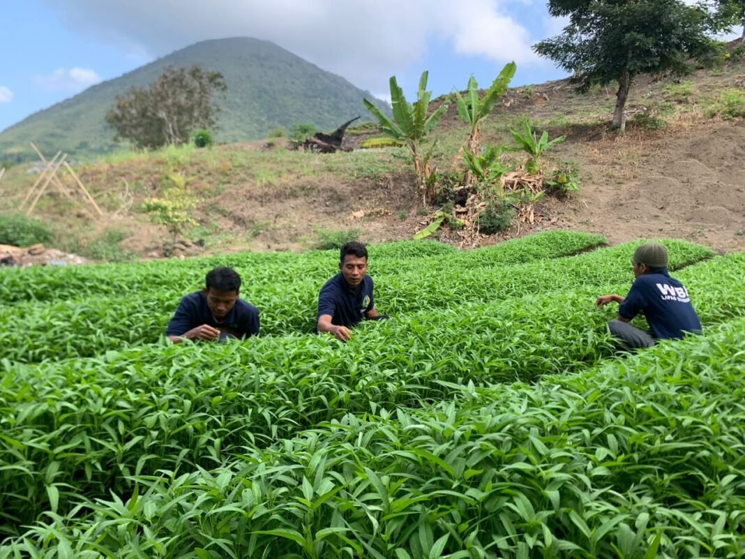 Lapas Bandanaira Manfaatkan Lahan SAE untuk Dorong Kemandirian Warga Binaan Lapas Bandanaira Manfaatkan Lahan SAE untuk Dorong Kemandirian Warga Binaan