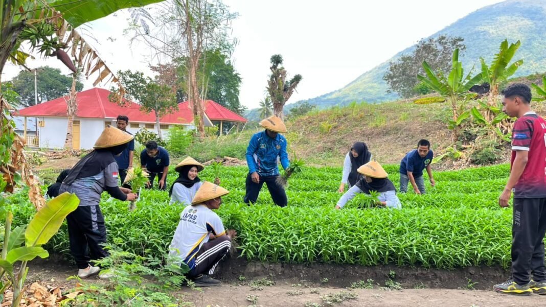 Kemarau Panjang Tak Surutkan Semangat, Lapas Bandanaira Panen 50 Ikat Kangkung dari Lahan SAE Kemarau Panjang Tak Surutkan Semangat, Lapas Bandanaira Panen 50 Ikat Kangkung dari Lahan SAE 